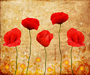 Poppies